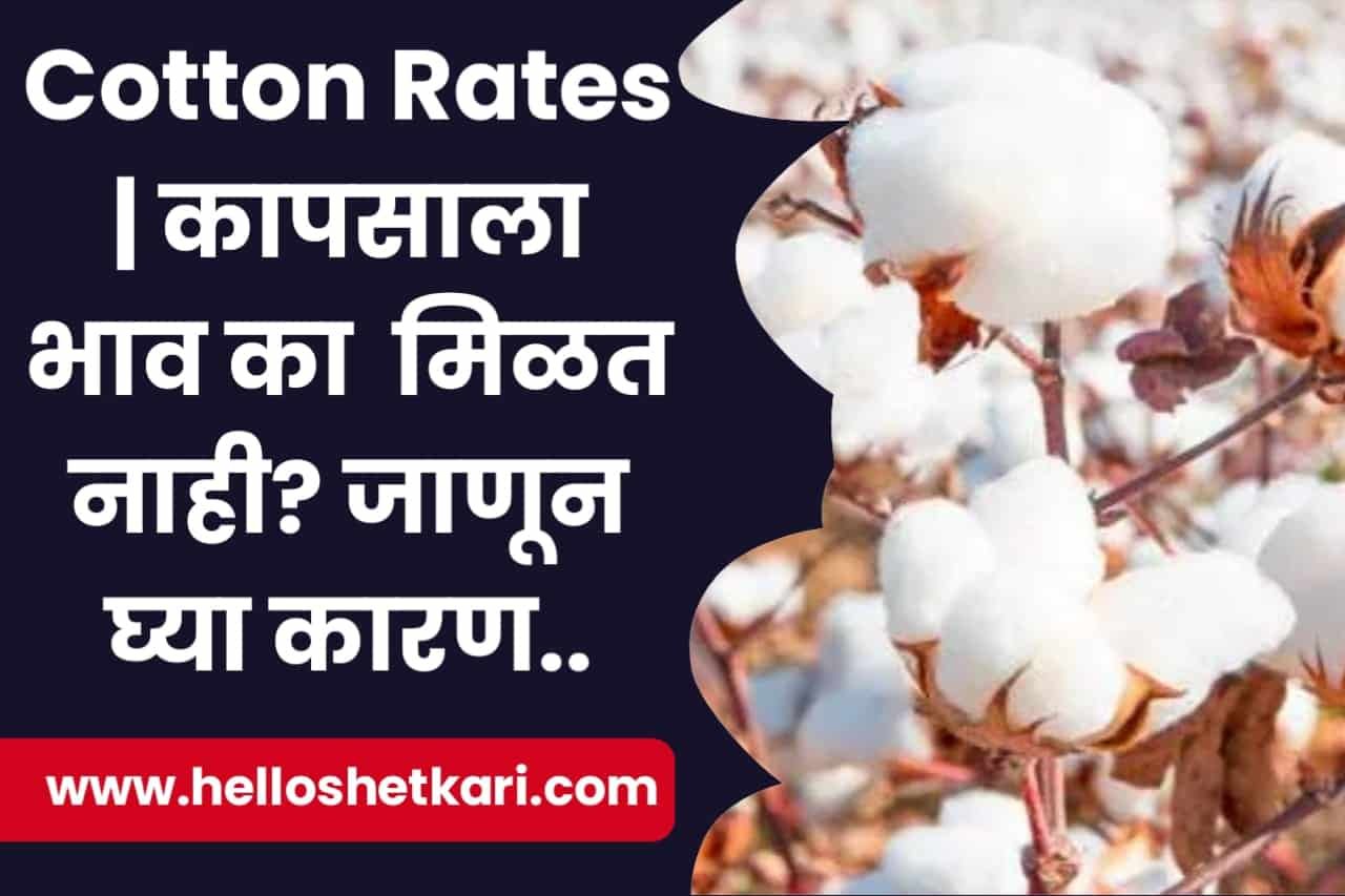 Cotton Rate